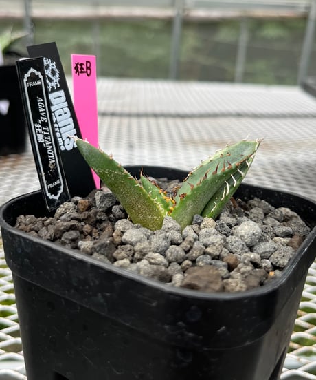 狂鯨　発根済　子株（B）