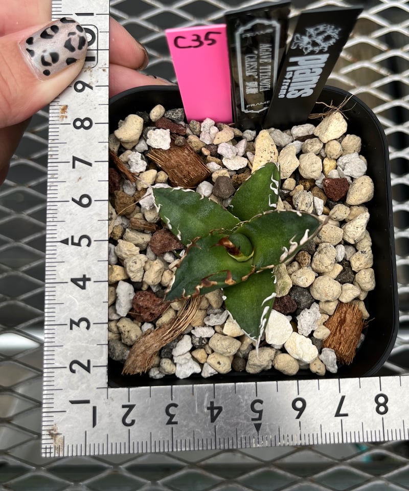 lize  シーザー　caesar  ダブルヘッド　オテロイ　チタノタ　アガベ アガベ チタノタ オテロイ lize 烈焔 シーザー 【公式通販】