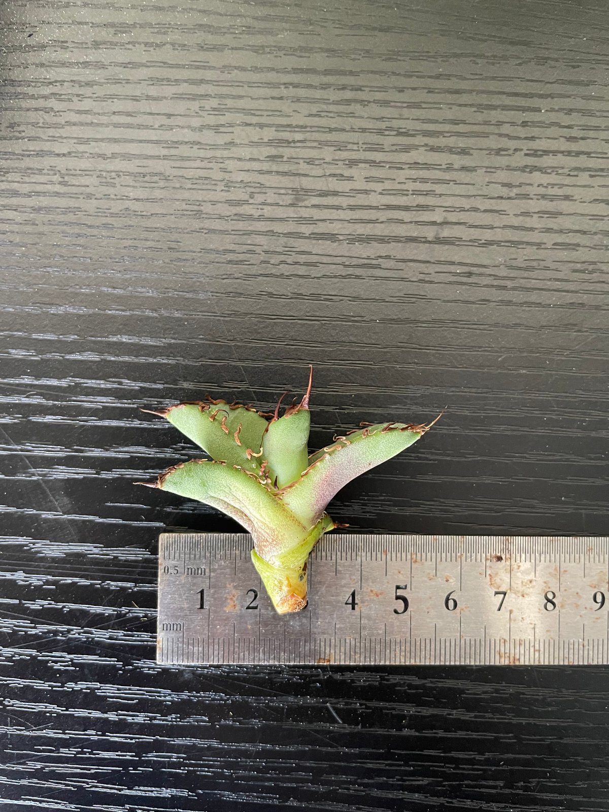 lize血統）牛魔王 直子 発根済子株 | plants by frame