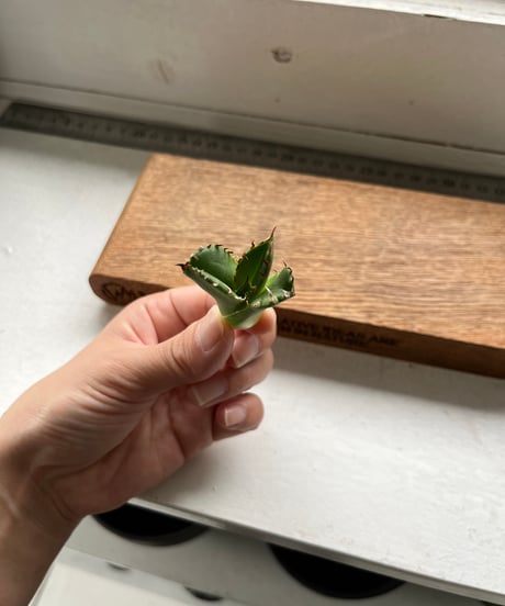皇冠　ベアルート　未発根　子株