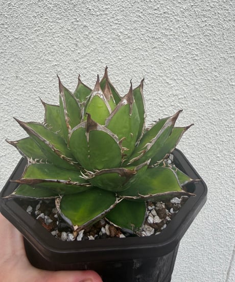 plants by frame