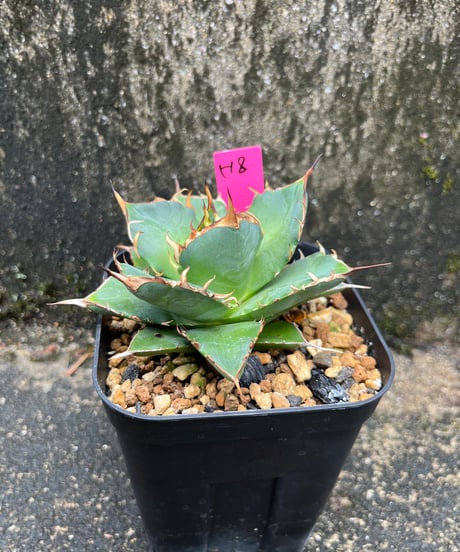 HADES /恐竜牙齒　発根済み　小株