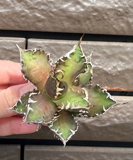 毒刺産　背刺紅猫　未発根
