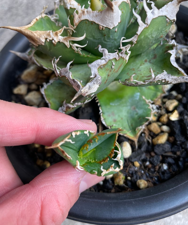 lize血統）流星 ベアルート子株 | plants by frame