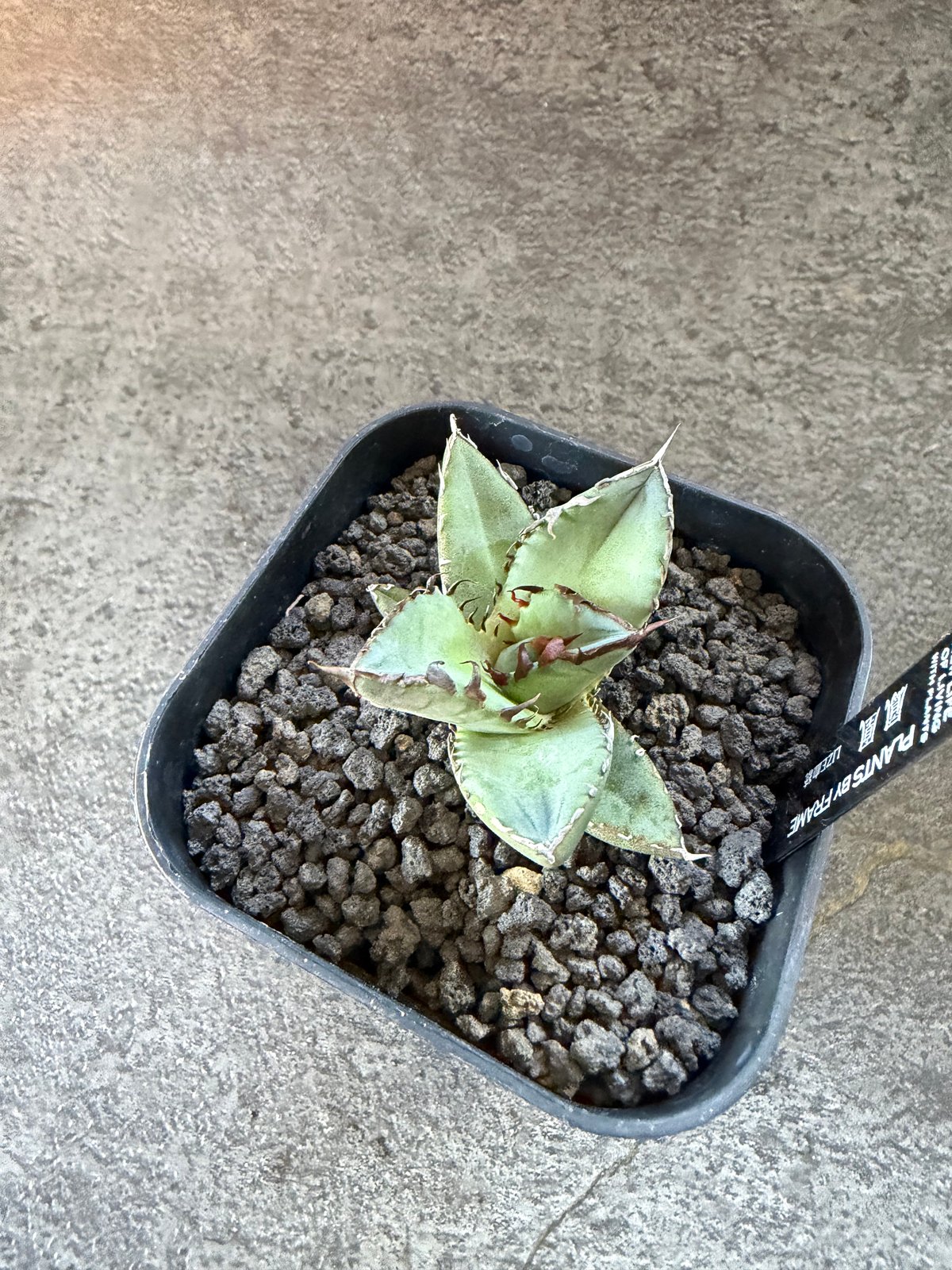 LIZE血統）鳳凰 発根済 | plants by frame