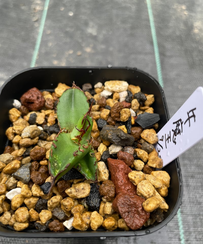 Lize血統　麻花龍　未発根　子株！ Lize血統 麻花龍 未発根 子株！ Lize血統 麻花龍 未発根 子株！