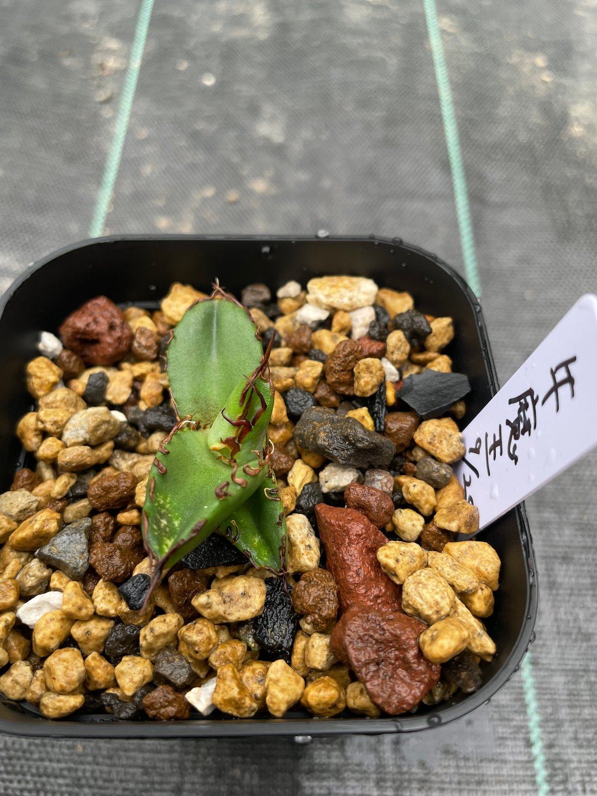 lize血統）牛魔王 直子 発根済子株 | plants by frame