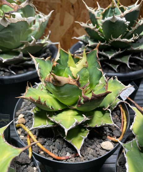（lize血統）赤猫　発根済中株