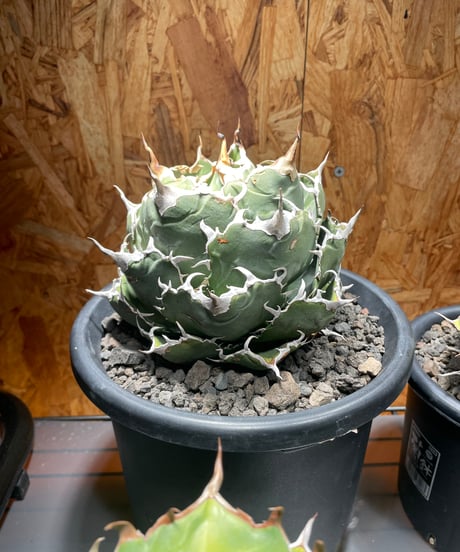 （lize血統）白鯨　発根済子株