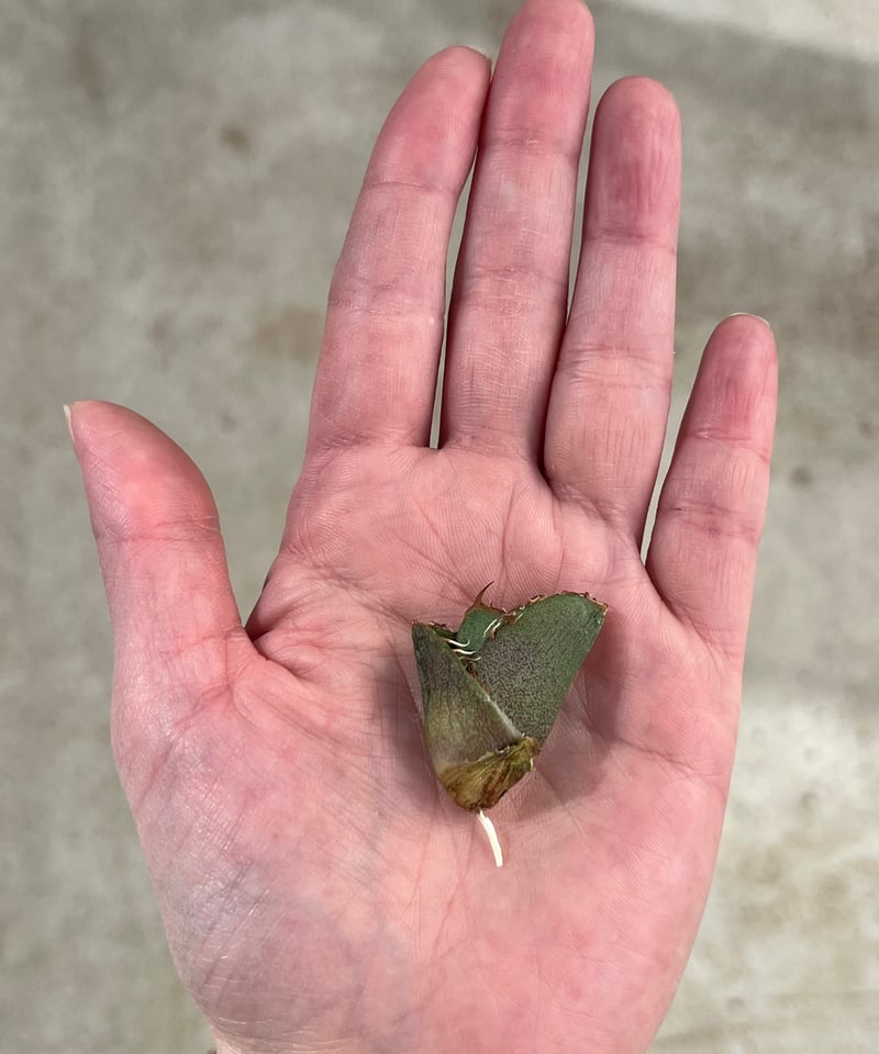 毒刺産 毒刺ND 未発根 | plants by frame