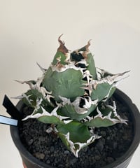狂鯨　発根済　子株