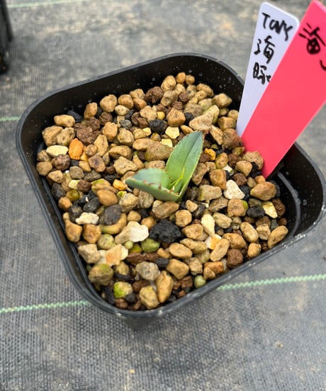 （TONY血統）海豚/発根済　子株　（海3）