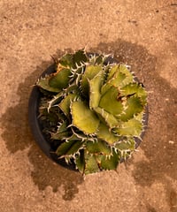 （lize血統）filigree/圓葉拇指　発根済