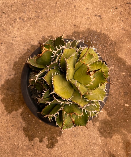 CATEGORY フィリグリー | plants by frame