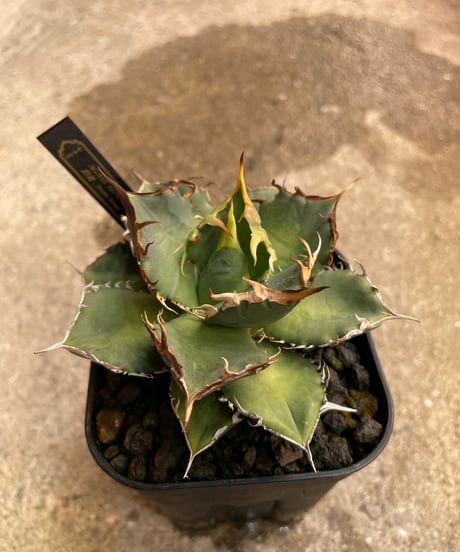 （TONY産）烈焰　発根済