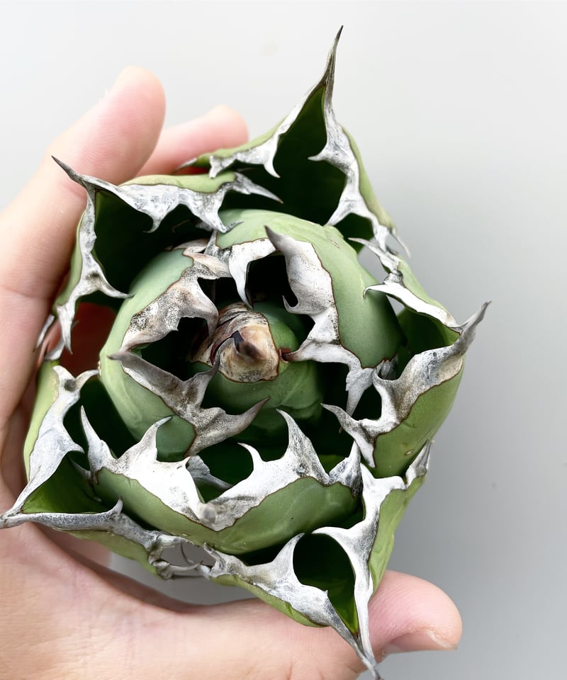 lize血統）姫厳龍 発根済 小株 | plants by frame