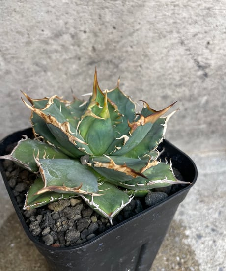 （TONY産）烈焰　発根済　小株大