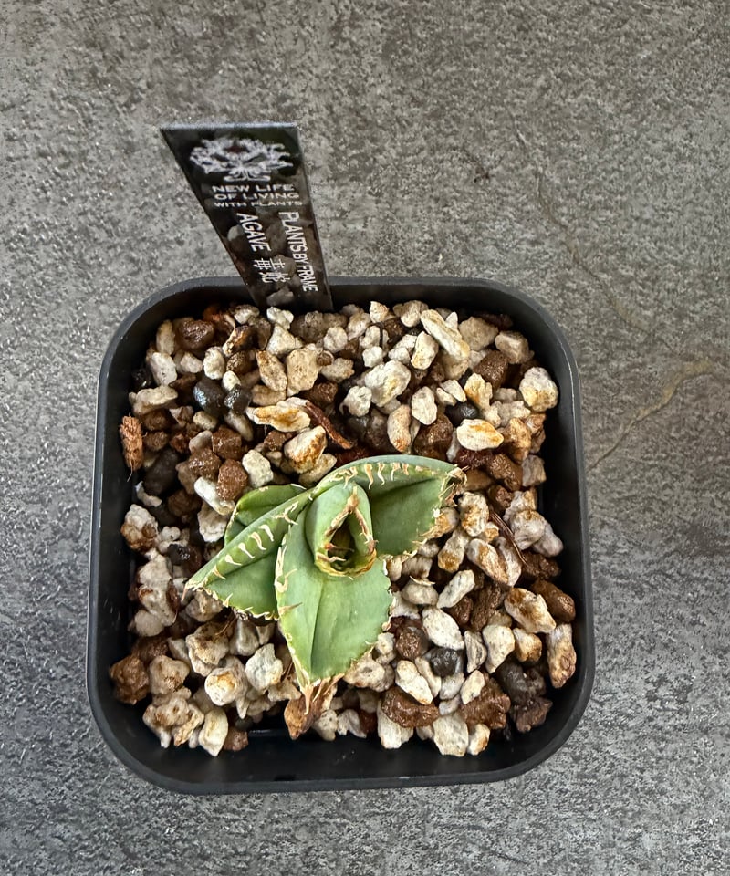 Berlin血統）毒蛇 発根済 | plants by frame