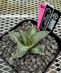 valiem当店別注鉢 JICARA Sサイズ | plants by frame