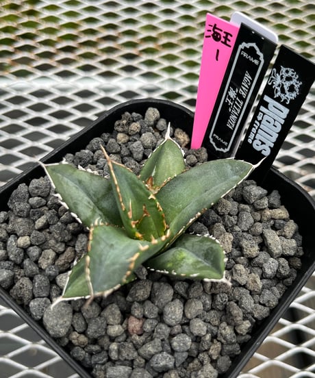 CATEGORY 厳選子株 | plants by frame