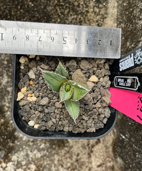 （TONY血統）烈焰　発根済　小株