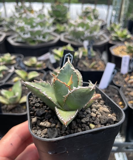 狼人　発根済小株