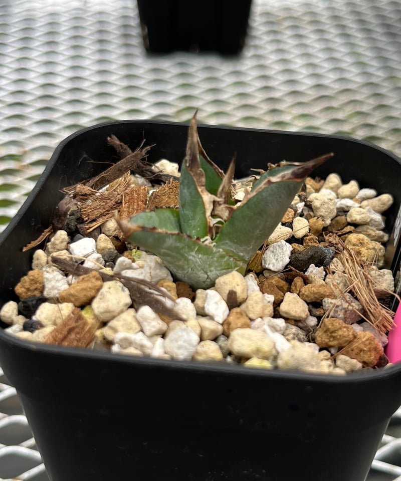 緑犀牛 OC子株②