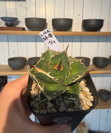 （LIZE血統）緑犀牛
