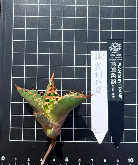 毒刺産　背刺紅猫　未発根
