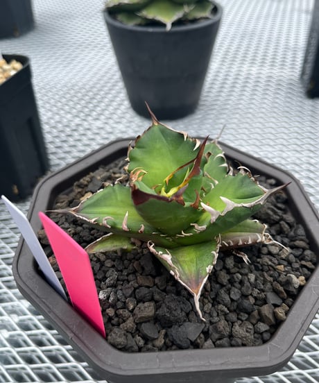 白排刺　発根済　中株