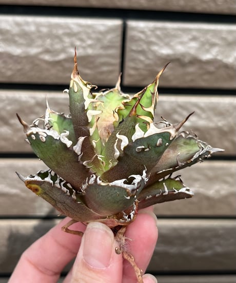 plants by frame