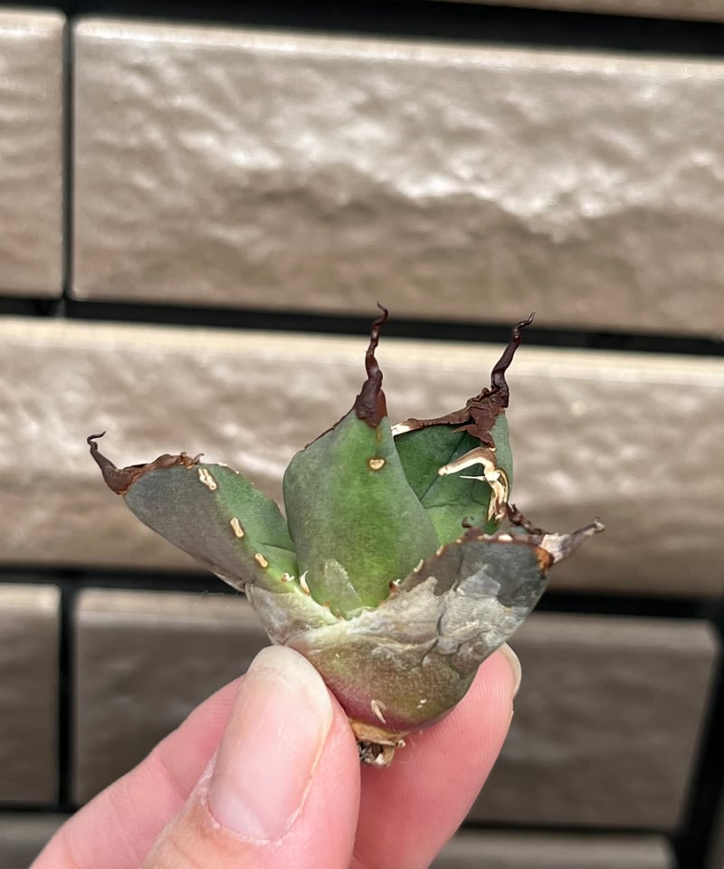 毒刺産 QB 未発根 | plants by frame