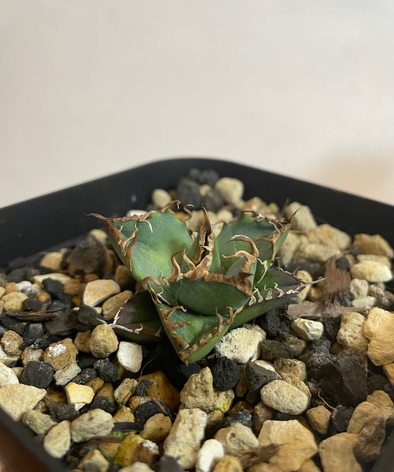 台湾 lize血統 シーザー 凱撤 【公式通販】