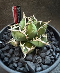 valiem × plants by frame 別注鉢 Mサイズ | plants by f