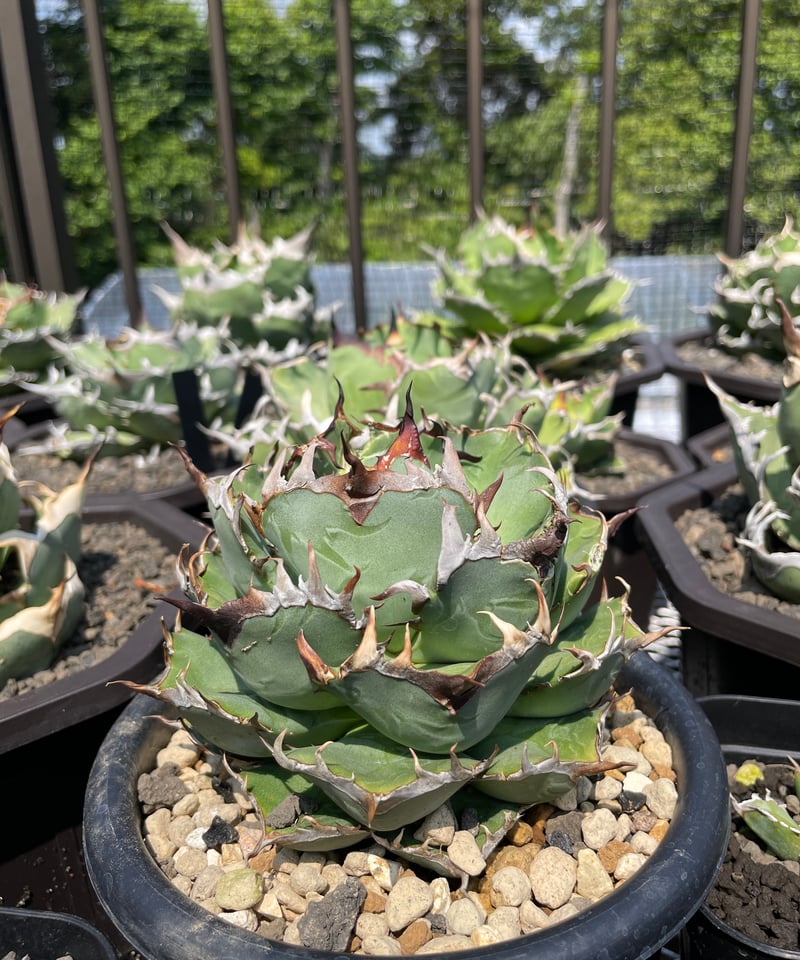 cj plants産 胖鯨 大株 cj plants 胖鯨 胖鯨嚴龍龍舌蘭