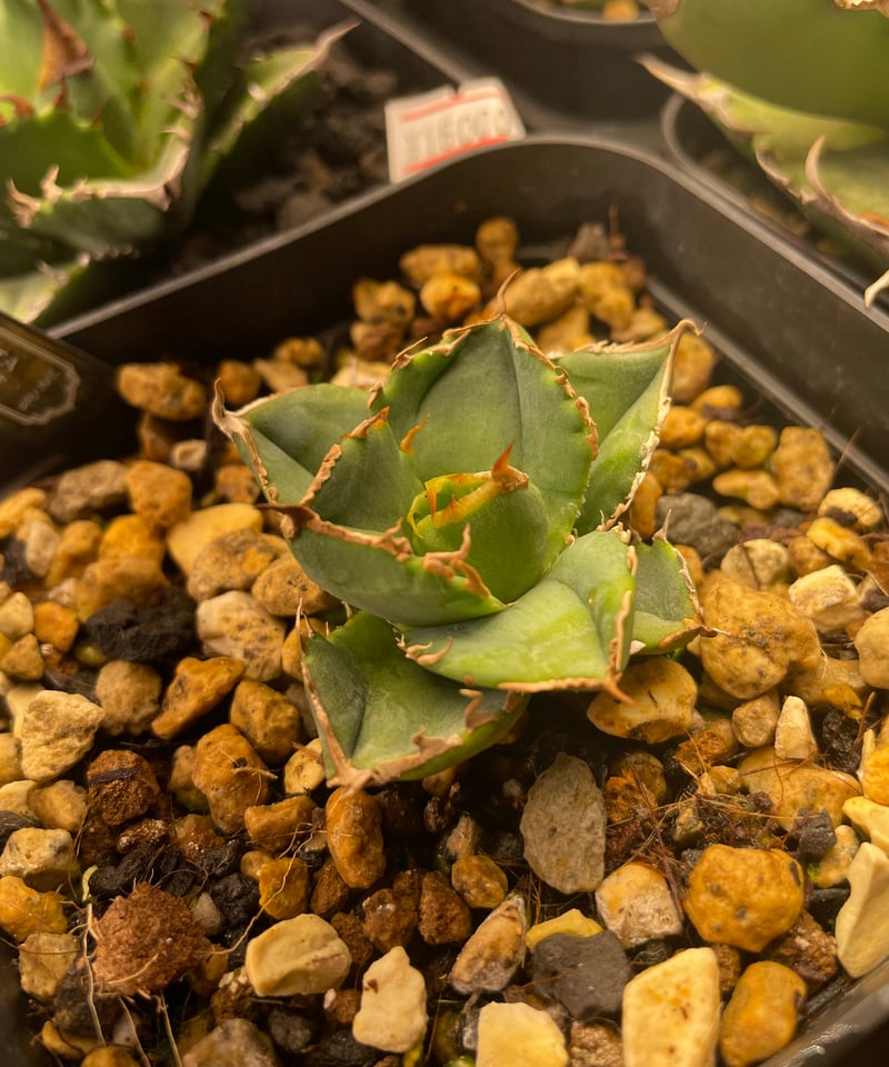 lize血統）清櫻 発根済 | plants by frame