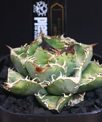 （コレクション株）麻花龍　発根済