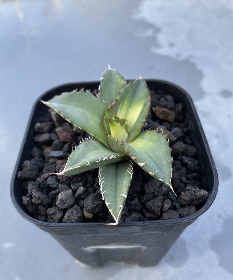 狂鯨 発根済 子株大 | plants by frame