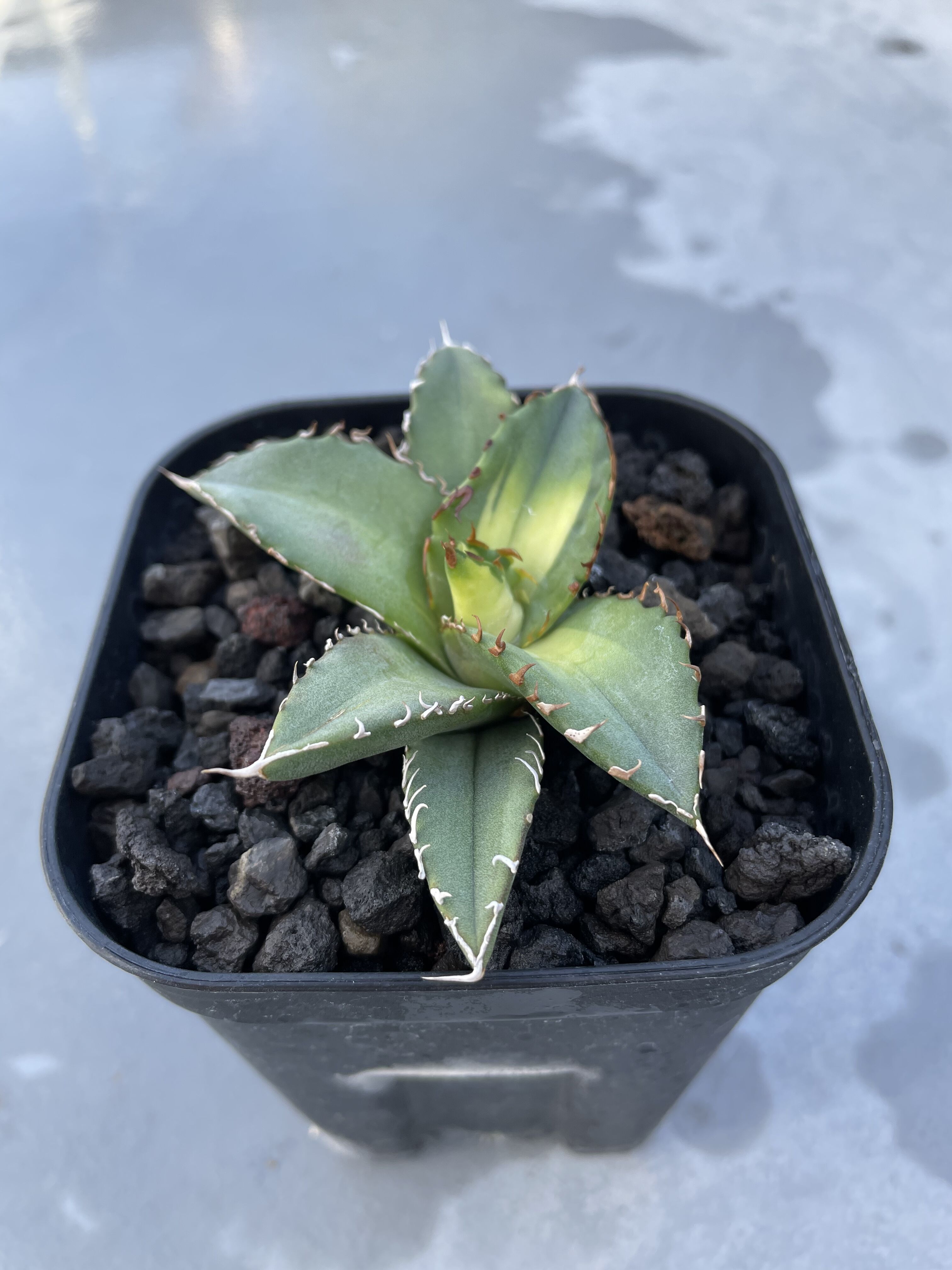 【抜き苗発送】アガベ 狂鯨 胴切りカキコ発根済 狂鯨 発根済 子株大 | plants by frame