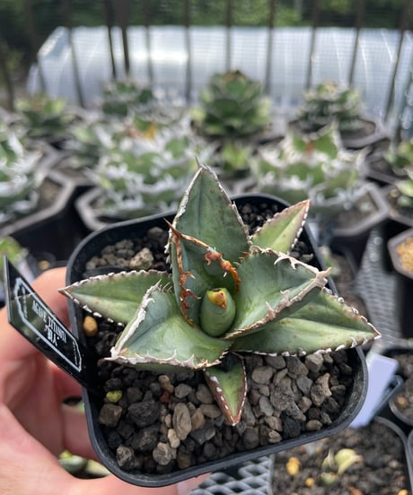 狼人　発根済小株