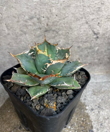 （TONY産）烈焰　発根済　小株大