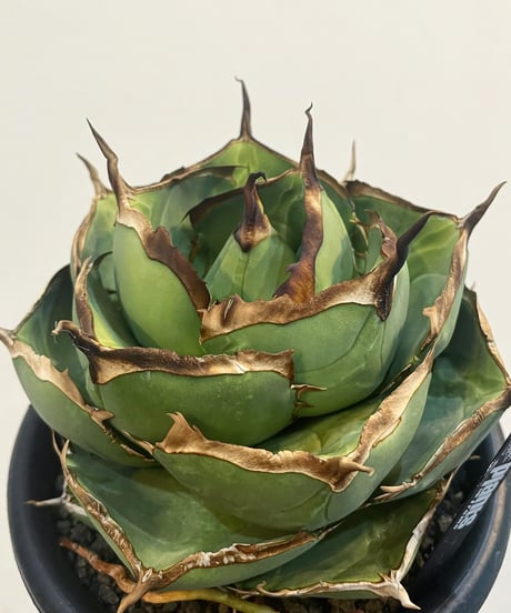 CATEGORY 台湾レア株 | plants by frame