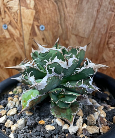 CATEGORY 台湾レア株 | plants by frame