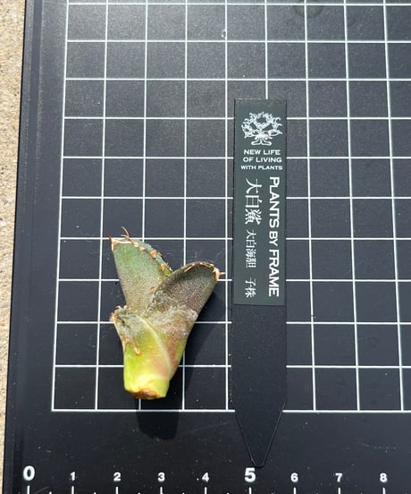 大白鯊　海胆子株　未発根