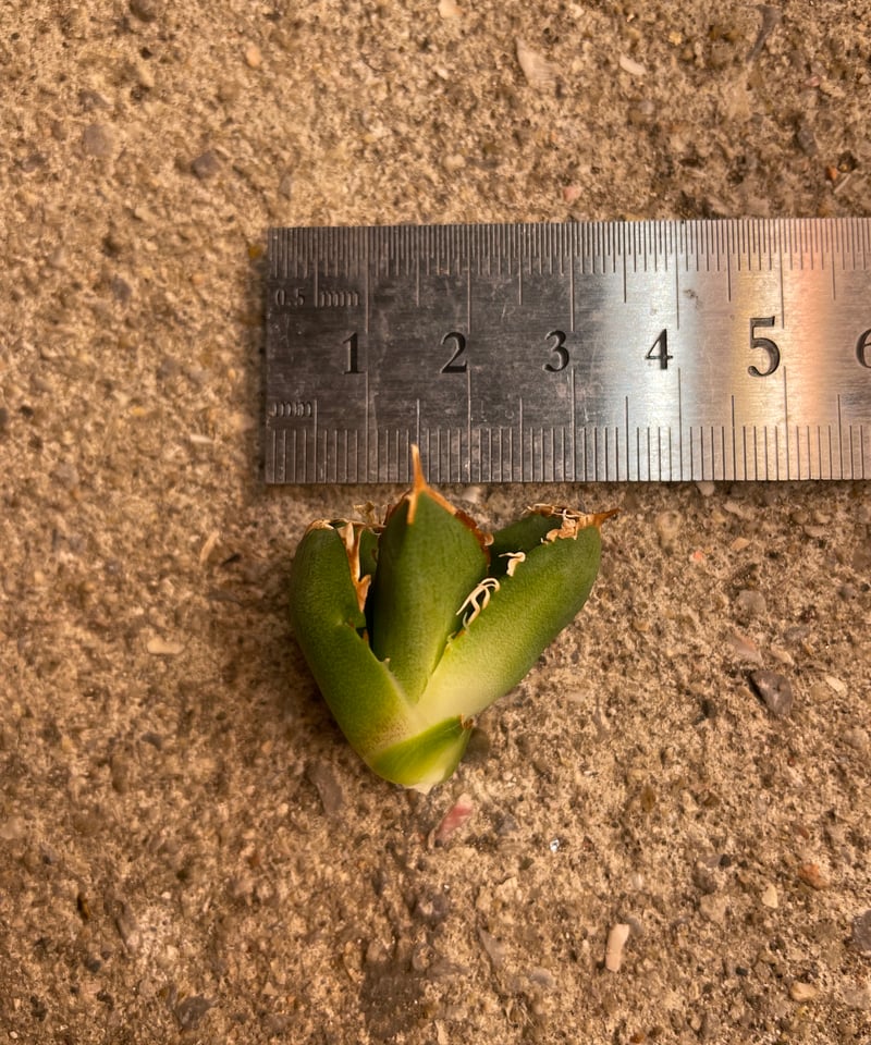 lize血統）流星 ベアルート子株 | plants by frame