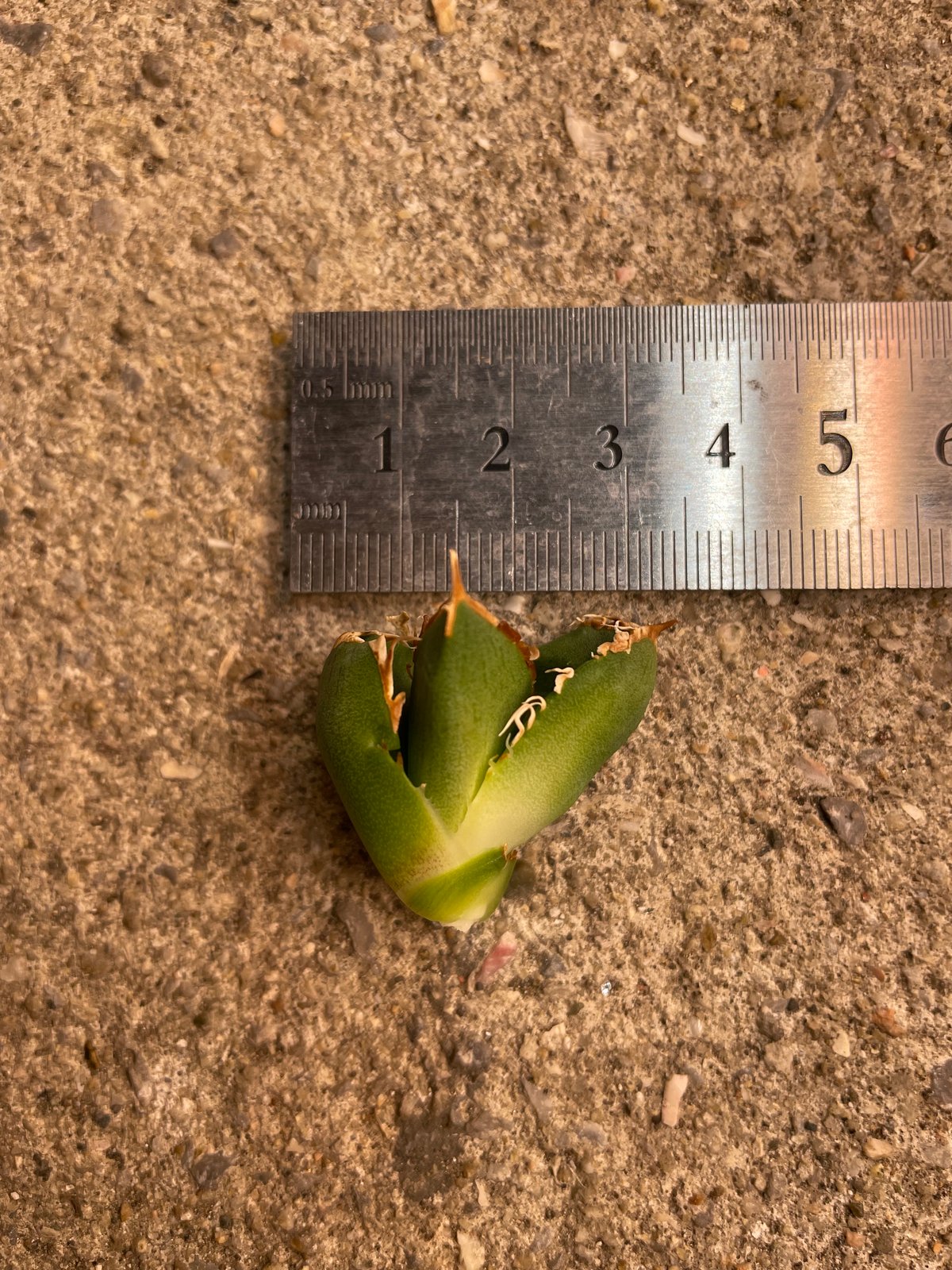 【親株】LIZE血統　流星　子株6つ付き lize血統）流星 ベアルート子株 | plants by frame