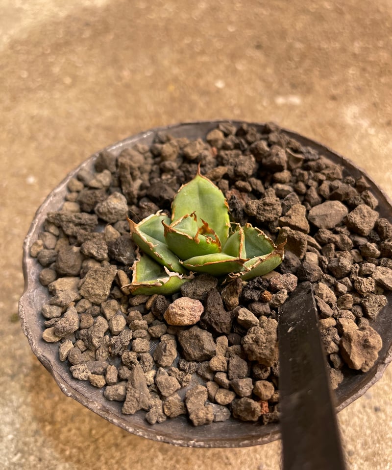 lize血統）清櫻 鉢付き | plants by frame