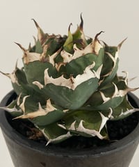 （lize血統）鬼爪　発根済　子株