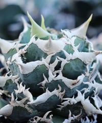 DEEP JICARA (Sサイズ） PLANTS by FRAME 別注限定 | plant