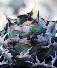 valiem × plants by frame 別注鉢 Mサイズ | plants by f